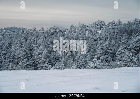 Minimalistische Winterlandschaft mit schneebedeckten Kiefern. Horizontale Vorlage für Grußkarte „Frohe Weihnachten und Happy New Year“, Leerraum. Stockfoto
