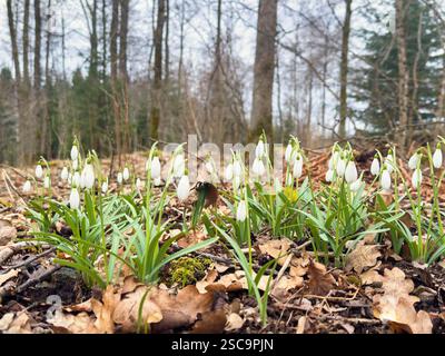 Wunderschöner Schneeglöckchen in der Blüte an einem frühen Frühlingstag Stockfoto