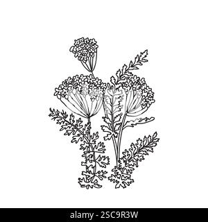 Botanische Linie Kunststrauß der Hortensie isoliert auf weißem Hintergrund. Handgezeichnete schwarz-weiße Umrisspflanze mit Stiel, Zweigen, Blättern und Blüten Stock Vektor