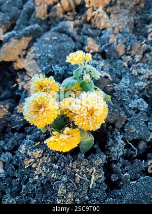 Kleine gelb blühende Chrysanthemen Blumen bedeckt weißen Frost Nahaufnahme. Eine blühende Blume mit kleinen gelben Blüten und weißem Frost auf schwarzem Grund. Frost. Natur. Umgebung. Natürlicher Hintergrund Stockfoto