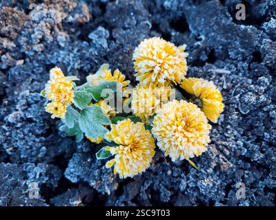 Kleine gelb blühende Chrysanthemen Blumen bedeckt weißen Frost Nahaufnahme. Eine blühende Blume mit kleinen gelben Blüten und weißem Frost auf schwarzem Grund. Frost. Natur. Umgebung. Natürlicher Hintergrund Stockfoto