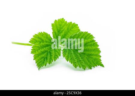 Frische Brennnesselblätter isoliert auf weißem Hintergrund, gesunde Nahrung , alternative Medizin für Hautpflege ( urtica ) Stockfoto