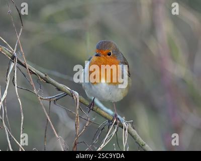 Robin Erithacus rubecula in der Hecke Februar Winter Stockfoto