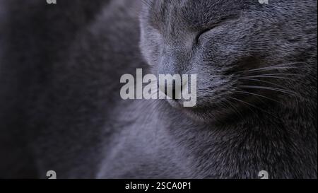 Nahaufnahme einer schlafenden russischen blauen Katze mit friedlichem Ausdruck und weicher Fellstruktur Stockfoto