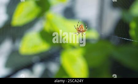 Europäische Gartenspinne im Spinnennetz Stockfoto