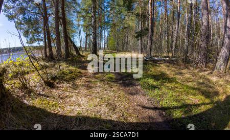 Ein ruhiger Waldweg, gesäumt von hohen Kiefern, mit Sonnenlicht, das durch die Äste filtert. Der Weg ist mit Gras bedeckt und von üppigen Bäumen umgeben Stockfoto