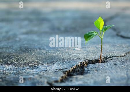 : Ein Spross wächst aus einem Riss im Beton. Das ist ein Symbol für das Leben, das Hindernisse durchbricht Stockfoto