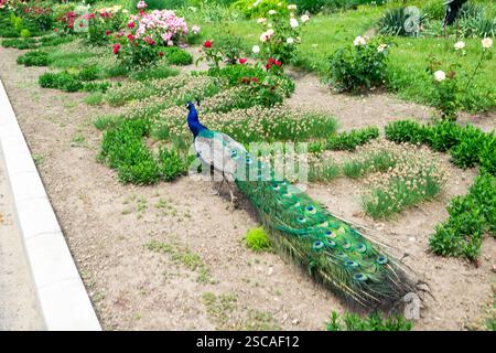 Ein heller männlicher Pfau spaziert durch das Gras, auf einem Blumenbeet mit gefaltetem Schwanz. Stockfoto