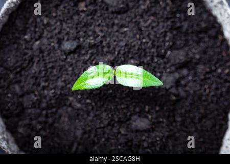 Junger, heißer Pfeffer-Keimling in einem Boden aus nächster Nähe. Vorbereitung von Pflanzen für den Anbau in offenem Boden. Home-Garden-Konzept Stockfoto