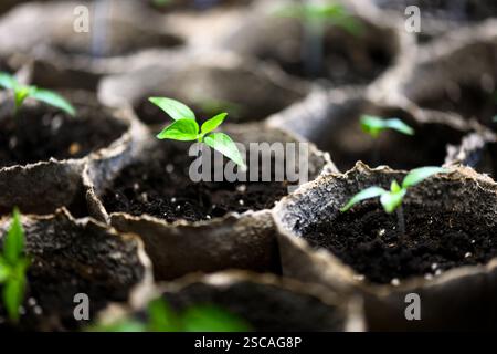 Junge heiße Pfeffer-Setzlinge in Torfbechern Nahaufnahme. Vorbereitung von Pflanzen für den Anbau in offenem Boden. Home-Garden-Konzept Stockfoto