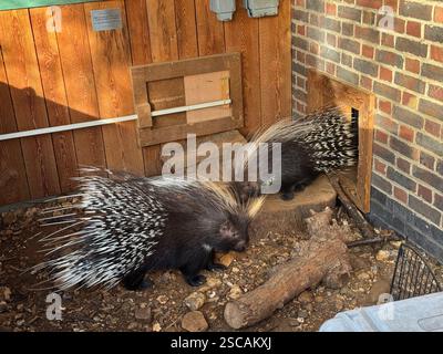 Zwei Kammschweine in ihrem Gehege im Londoner Zoo Stockfoto