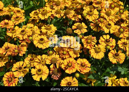 Leuchtend orange Herbstblumen von Niesenkraut oder Helenium können UK Garden September Stockfoto