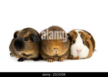 Meerschweinchen oder Meerschweinchen, Cavia porcellus, bekannt als Cavy oder Domestic Cavy. Drei junge Haustiere hintereinander, Rasse namens Teddy. Stockfoto