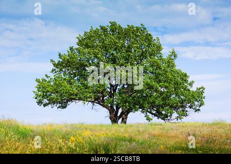 Alte einsame Eiche auf dem Feld Stockfoto Alte einsame Eiche auf dem Feld Stockfoto