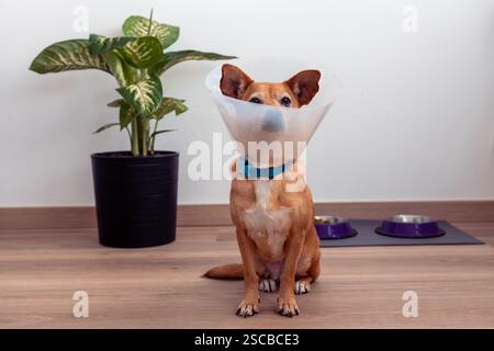 Ein kleiner Mischlingshund sitzt drinnen mit einem medizinischen Kegel oder Halsband, in einer heimeligen Umgebung und Futterschalen in der Nähe. Tierpflege und -Erholung Stockfoto