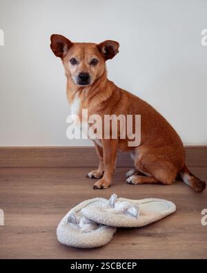 Ein gut erzogener Mischhund mit großen Ohren sitzt neben flauschigen Hausschuhen auf einem Holzboden. Es zeigt Disziplin, indem es die Objekte nicht beißt Stockfoto