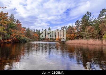 Waldteich auf dem ehemaligen Anwesen Bokkeduinen bei Amersfoort. Stockfoto