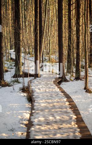 März schmelzen im Wald, hölzerner Öko-Pfad bei Sonnenlicht, der zu Dickicht im frühen Frühling führt Stockfoto