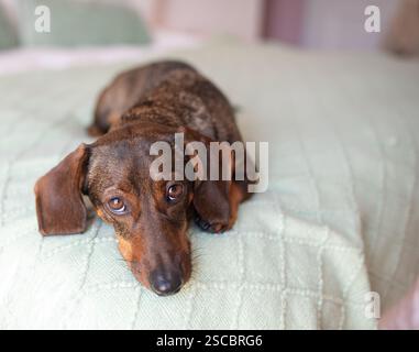 Ein Dackel mit einem leicht grauen Maul liegt auf dem Bett und sieht schuldig aus. Stockfoto