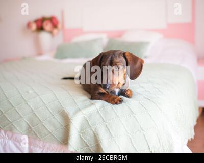 Der süße braune Dackel liegt auf einem weißen Bett. Stockfoto