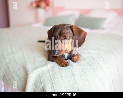 Der süße braune Dackel liegt auf dem Bett. Stockfoto