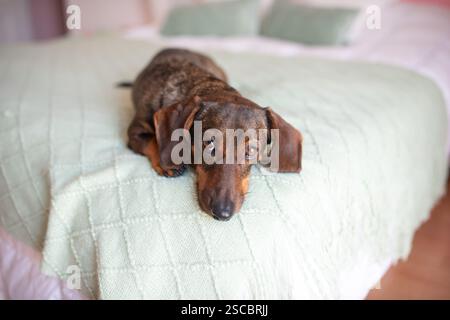 Ein Dackel mit einem leicht grauen Maul liegt auf dem Bett und sieht schuldig aus. Stockfoto