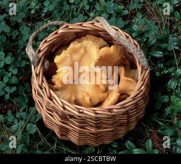 Pfifferlinge in einem Korb Stockfoto