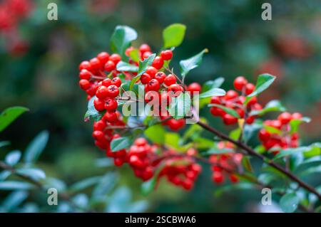 Hellrote Beeren gruppieren sich auf einem Zweig, umgeben von üppig grünen Blättern Stockfoto