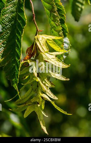 Ast einer Hainbuche Carpinus betulus mit herabhängender Blütenstände und Blättern im Herbst, ausgewählter Fokus, schmale Schärfentiefe, Kopierraum in der Unschärfe Stockfoto
