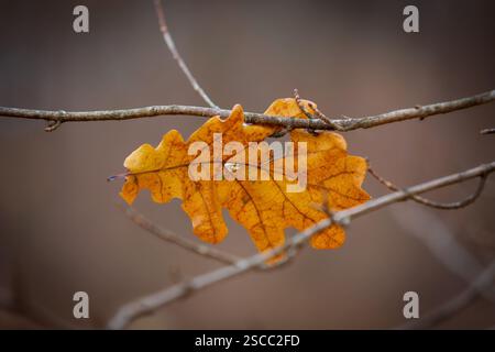 Herbstliches Eichenblatt, das an dünnen Ästen hängt Stockfoto