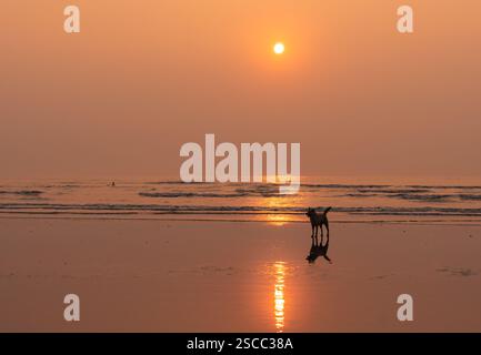 Hund steht am Strand bei Sonnenuntergang Stockfoto