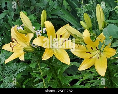 Aus nächster Nähe sehen Sie gelbe Lilien in Blüte, umgeben von grünem Laub. Die Lilien haben sichtbare Wassertröpfchen auf ihren Blütenblättern, die vor kurzem wach waren Stockfoto