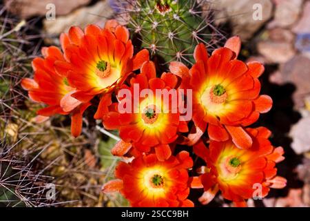 Gruppe roter Blüten mit gelben Mittelpunkten. Die Blumen sind auf einem Feld Stockfoto