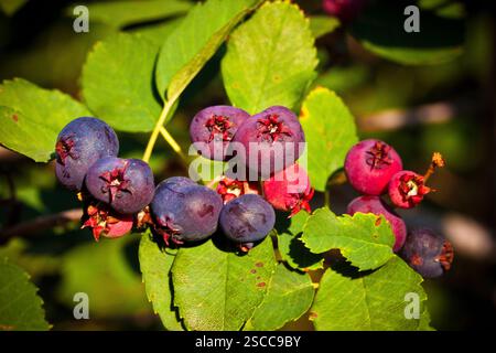 Ein Haufen Heidelbeeren hängt an einem Baum. Die Beeren sind reif und bereit für die Ernte Stockfoto