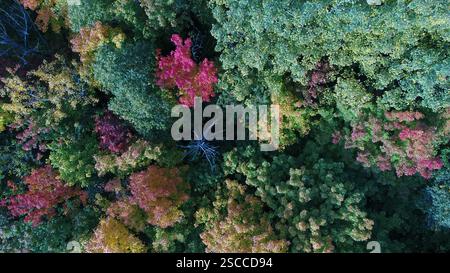 Blick aus der Vogelperspektive auf den Wald und seine bunten Bäume im Herbst auf Orleans Island, Quebec, Kanada Stockfoto