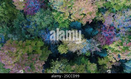 Blick aus der Vogelperspektive auf den Wald und seine bunten Bäume im Herbst auf Orleans Island, Quebec, Kanada Stockfoto