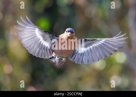 Männlicher Eurasischer Chaffinch, Fringilla-Coelebs fliegen mit ausgestreckten Flügeln. Sussex, Großbritannien Stockfoto