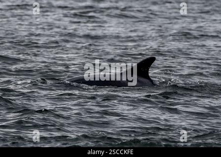 Delfin (Delphinus Truncatus) Im Moray Firth Am Chanonry Point Bei Inverness In Schottland Stockfoto