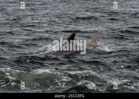 Delfin (Delphinus Truncatus) Im Moray Firth Am Chanonry Point Bei Inverness In Schottland Stockfoto