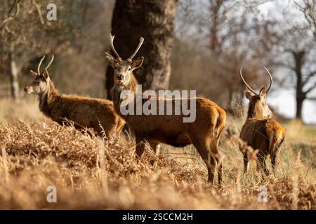 Blick auf männliche Rotwild im Richmond Park am 6. Februar 2025 in South London, England. Foto: Sam Mellish Stockfoto