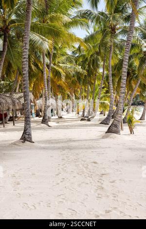 Insel Saona im Nationalpark Cotubanamá. Eine tropische Karibikinsel mit weißem Sand, klarem türkisfarbenem Wasser und Palmen, Dominikanische Republik Stockfoto