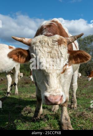 Stierkopf Nahaufnahme mit lockigem Haar auf breiter Stirn, Tierporträt Stockfoto