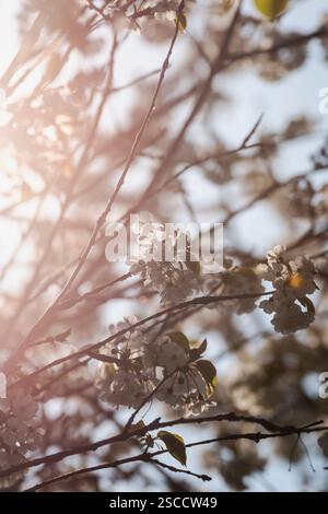 Blühenden Kirschbäume Stockfoto