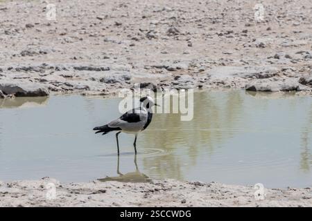 Blacksmit Kiebling im Pfützenwasser auf süßem Grasveld auf der Kalklandschaft, aufgenommen im hellen Licht des späten Frühlings in der Nähe von Koinachas Wasserloch, Etosha, Nami Stockfoto
