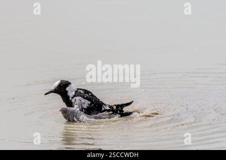 Blacksmit-Kiefervogel, der im Pfützenwasser bei süßem Grasveld auf der Kalklandschaft baden kann, aufgenommen im hellen Licht des späten Frühlings in der Nähe von Koinachas Wasserloch, Etos Stockfoto