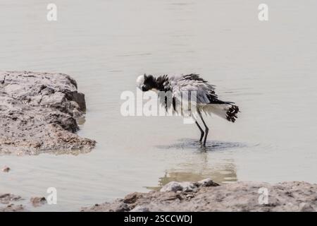Blacksmit-Kiefervogel, der im Pfützenwasser bei süßem Grasveld auf der Kalklandschaft trocknet, aufgenommen im hellen späten Frühlingslicht in der Nähe von Koinachas Wasserloch, E Stockfoto