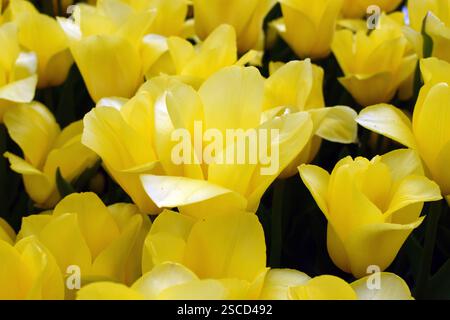 Ein Feld, das dicht mit gelben Tulpen gefüllt ist, alle in Harmonie blühen. Die Blüten zeichnen sich durch ihre leuchtende Farbe aus und sind von dunkelgrünem Grün umgeben Stockfoto