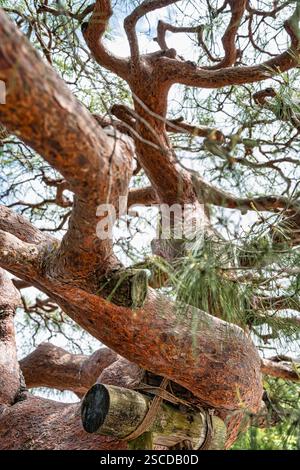 Nahaufnahme mit den Zweigen einer alten japanischen Rotkiefer ( Pinus densiflora ) Stockfoto