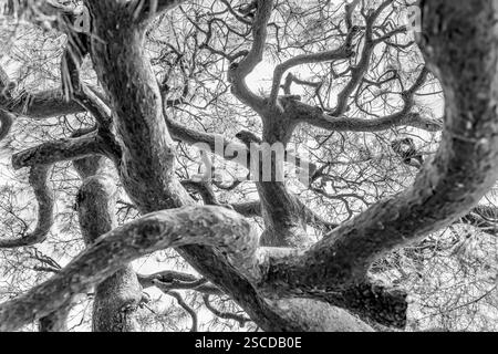 Abstraktes monochromes Foto mit den Zweigen einer alten japanischen Rotkiefer (Pinus densiflora ) Stockfoto