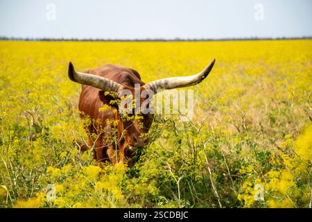Ein riesiger dunkelbrauner Büffel mit großen gebogenen Hörnern weidet auf einem Feld. Stockfoto